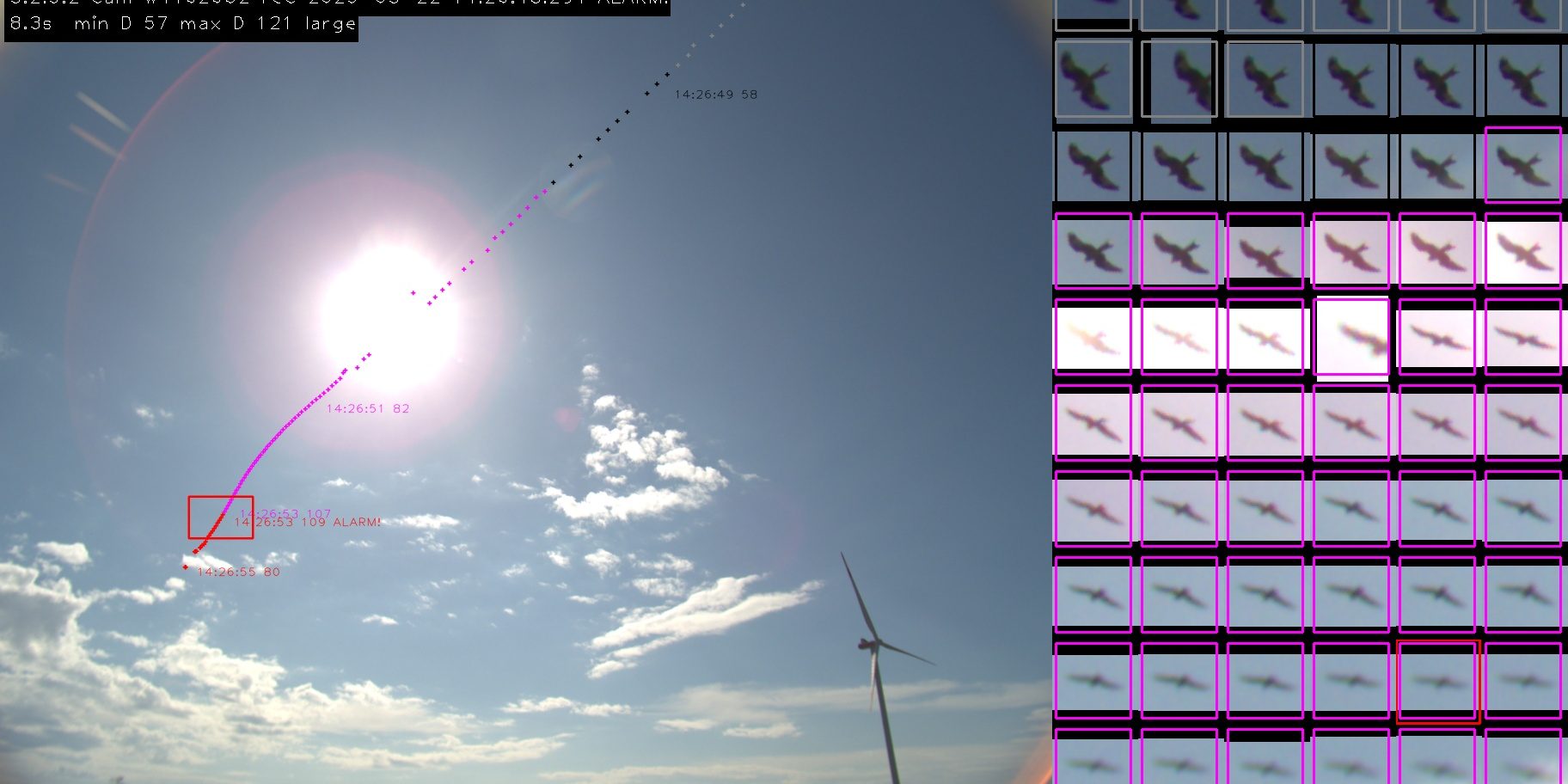 BirdVision bei Sonne