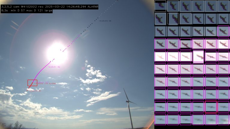 BirdVision bei Sonne